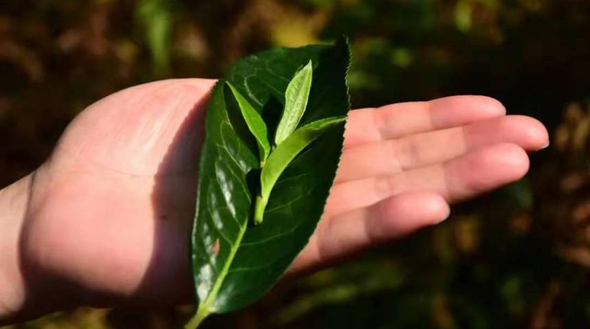 买茶，都怕被坑！喝茶，学费总是要交的